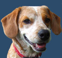 Popper the Beagle Mix