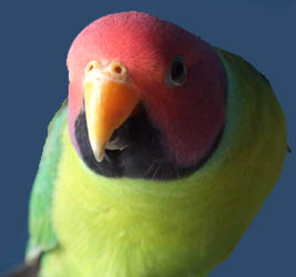 Buffy the Plumheaded Parakeet
