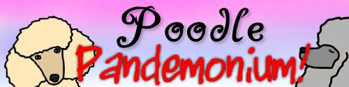 Poodle Pandemonium!