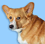 Pembroke Welsh Corgi Merlin