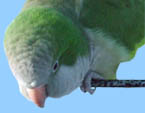 Green Quaker Parakeet