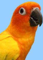 Colorful Sun Conure Products