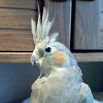 Etcetera