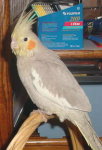 Female Cinnamon Cockatiel