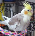 Lightly Pied Cockatiel