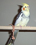 Pied Cockatiel