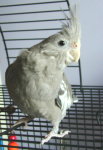 Female Whiteface Cockatiel