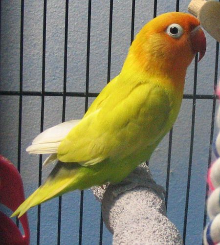 Takoda Aviary: Photo Album: Fischer Lovebird Breeders